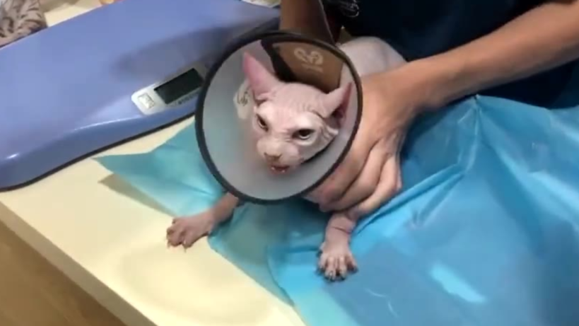 电音猫咪
